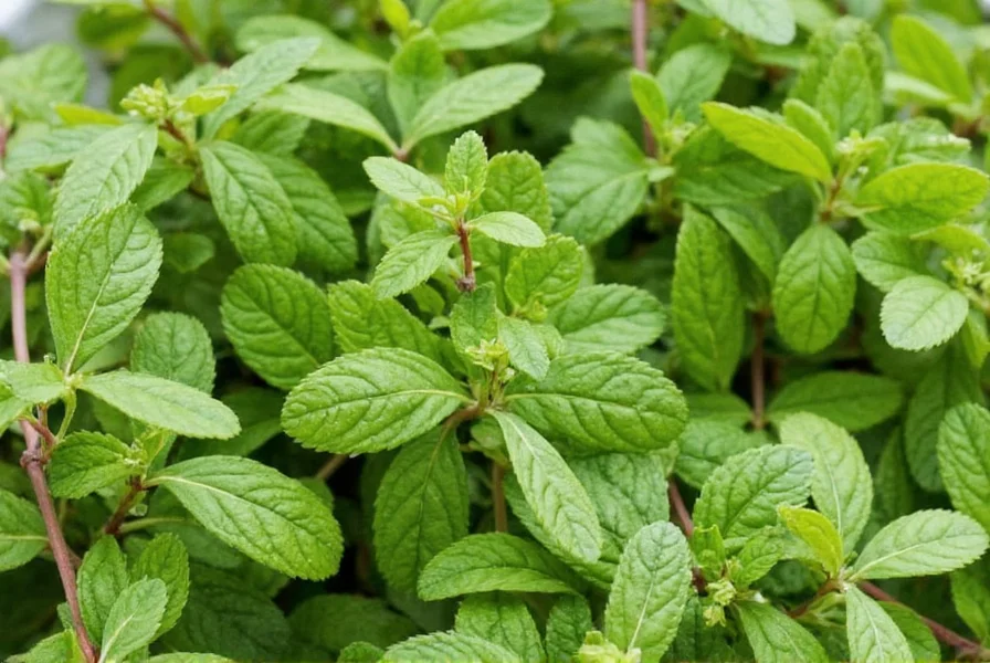 Oregano products