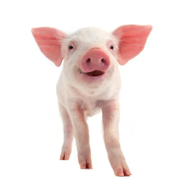 рвота у поросенка