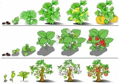  6-benzylaminopurine  是植物生长促进剂