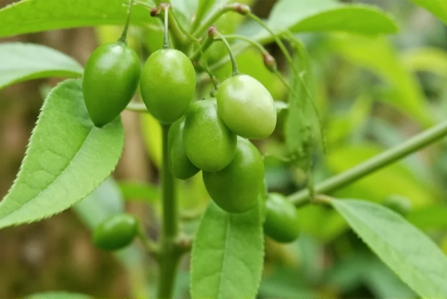 Pequin pepper close-up