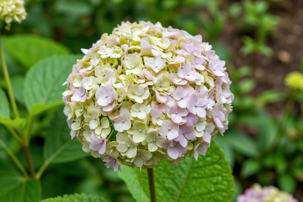 0622 hydrangea