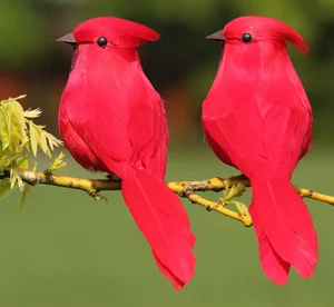 Image of Beautiful Finches, Lady Gouldian Finches Birds