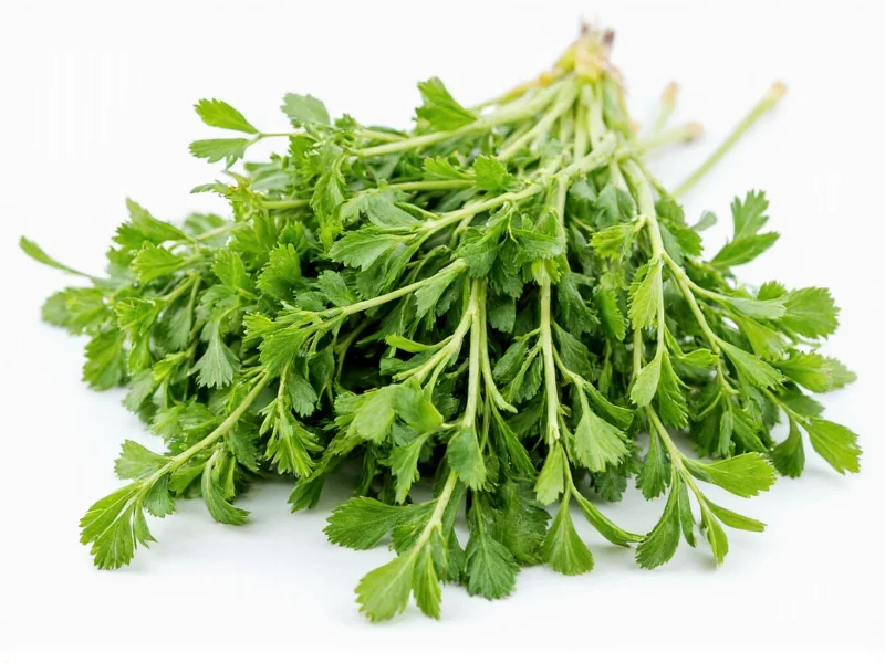 Thyme Photo Identification Guide: Visual Characteristics Explained