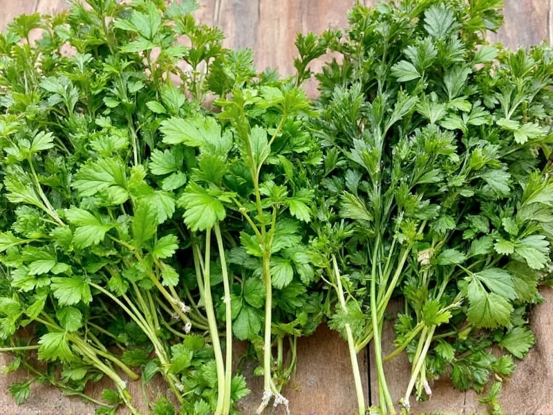 Fresh to Dried Herbs: Essential Conversion Ratios & Tips