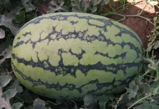 
8th Emperor big green planting watermelon hybrid seed 