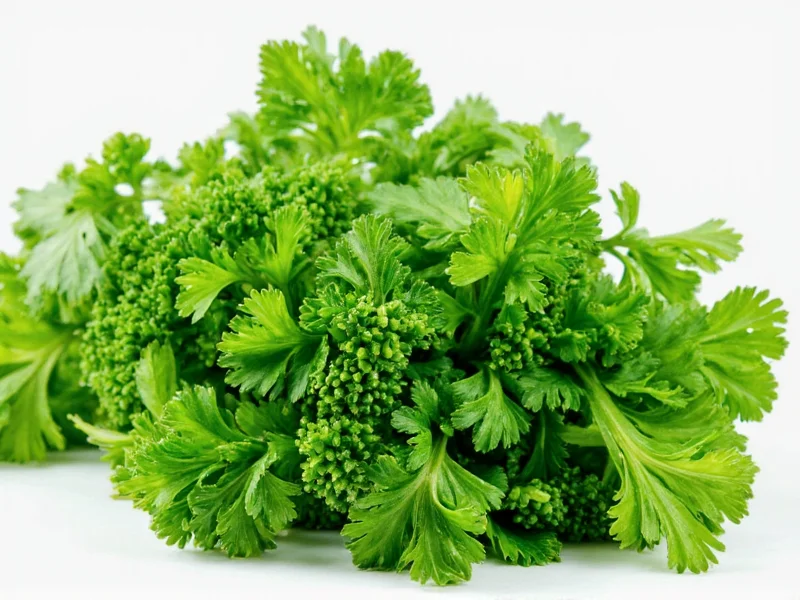 Parsley and Coriander: Are They the Same Herb? Facts Explained