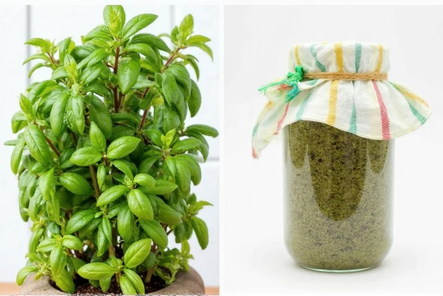 Set of vacuum-sealed spice jars