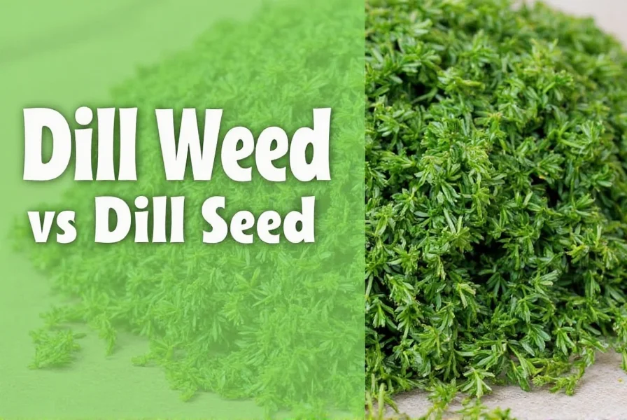 Dill plant showing both leaves (weed) and seed heads