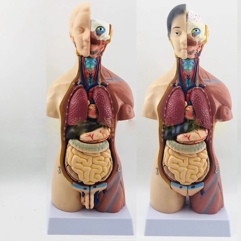 bericht Evalueerbaar Een zekere Pvc Plastic 45cm 42cm Male And Female Anatomical Human Anatomy Torso 13  Parts Model - Buy Human Torso Model,Anatomical Models,Human Body Model  Product on Alibaba.com