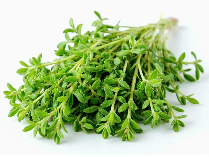 Marjoram Flavor Profile: Sweet, Floral & Versatile Herb Guide