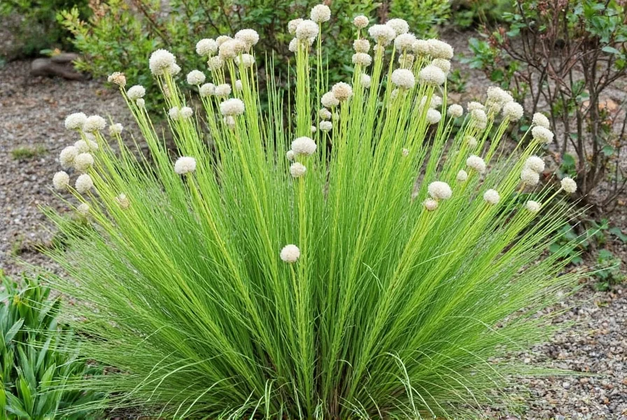 Chef using bronze fennel fronds as garnish on plated dish