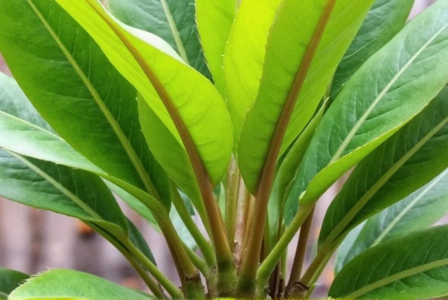 Step-by-step visual guide showing proper ginger rhizome placement in soil with eye buds facing upward and correct planting depth