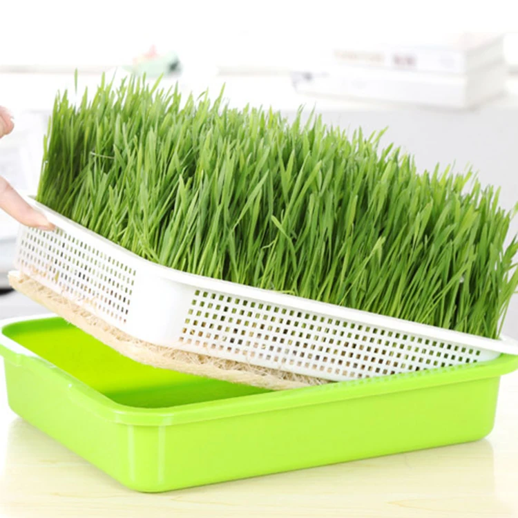 

Cheap seedling germination plastic tray microgreens bean sprout germinator basin nursery grow box home green flower pot