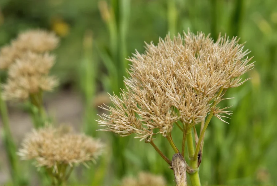 Close-up of mature brown fennel seeds on drying umbel against garden background