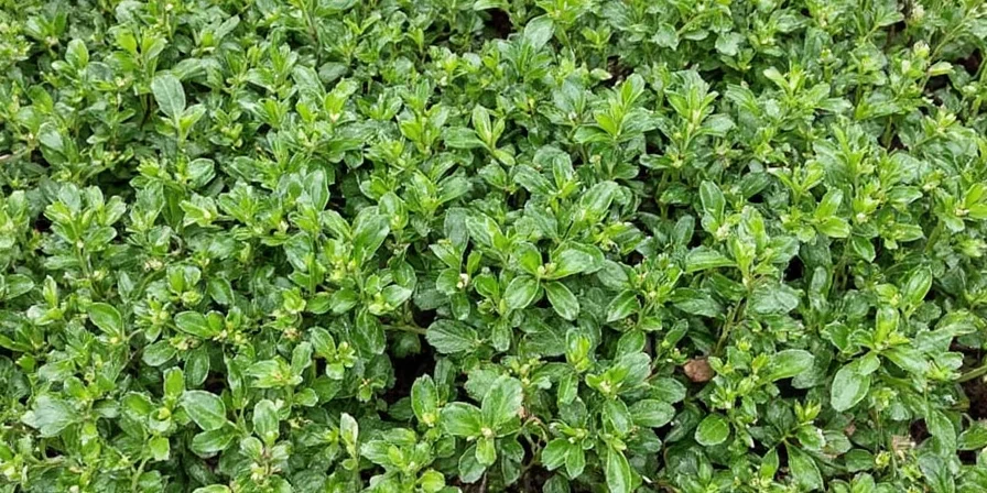 Side by side comparison of different oregano types