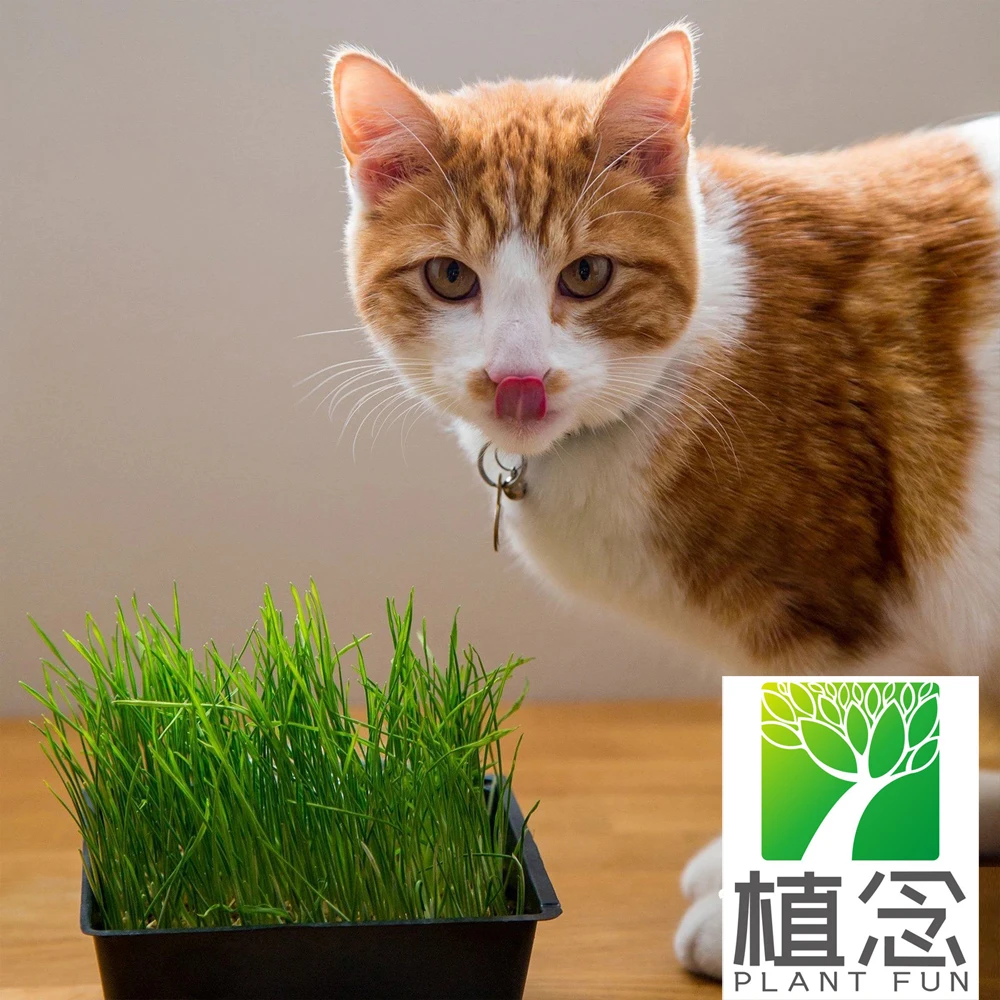 

Promotional hot selling The Cat Ladies Organic Pet Grass Kit With growinger