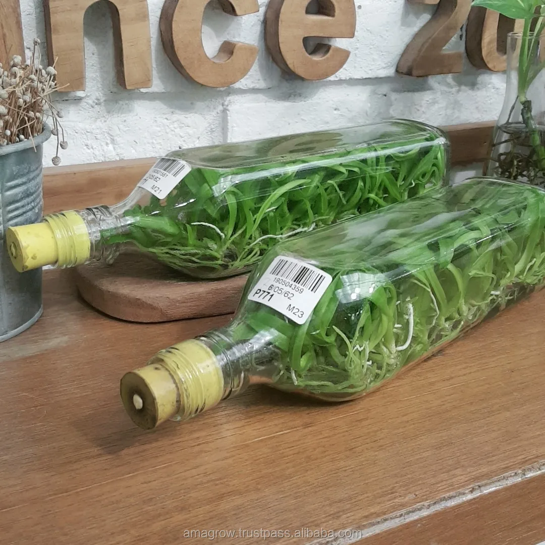 
Natural 100% Orchid Flask Seedlings Fresh Multi Color Ornament Plants Dendrobium Flowers Tissue Culture Thailand Highest Quality 