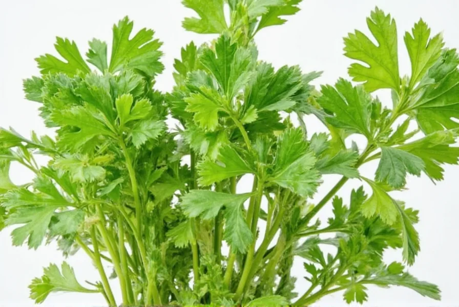 Close-up of coriander seeds used in cooking
