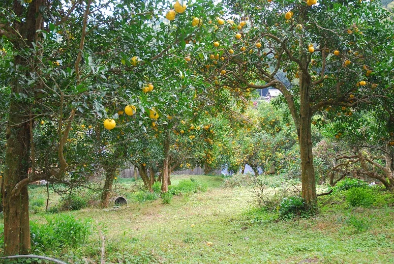 
Japanese High Quality No Preservatives Seasoning Fruit Juice 