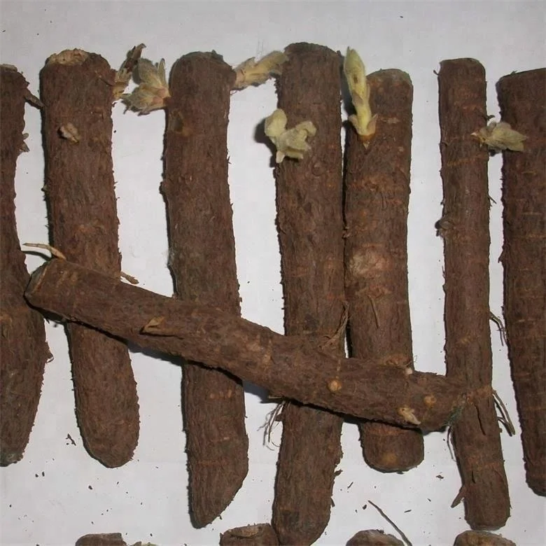 
Fresh Pao tong fresh royal paulownia elongata roots for growing 