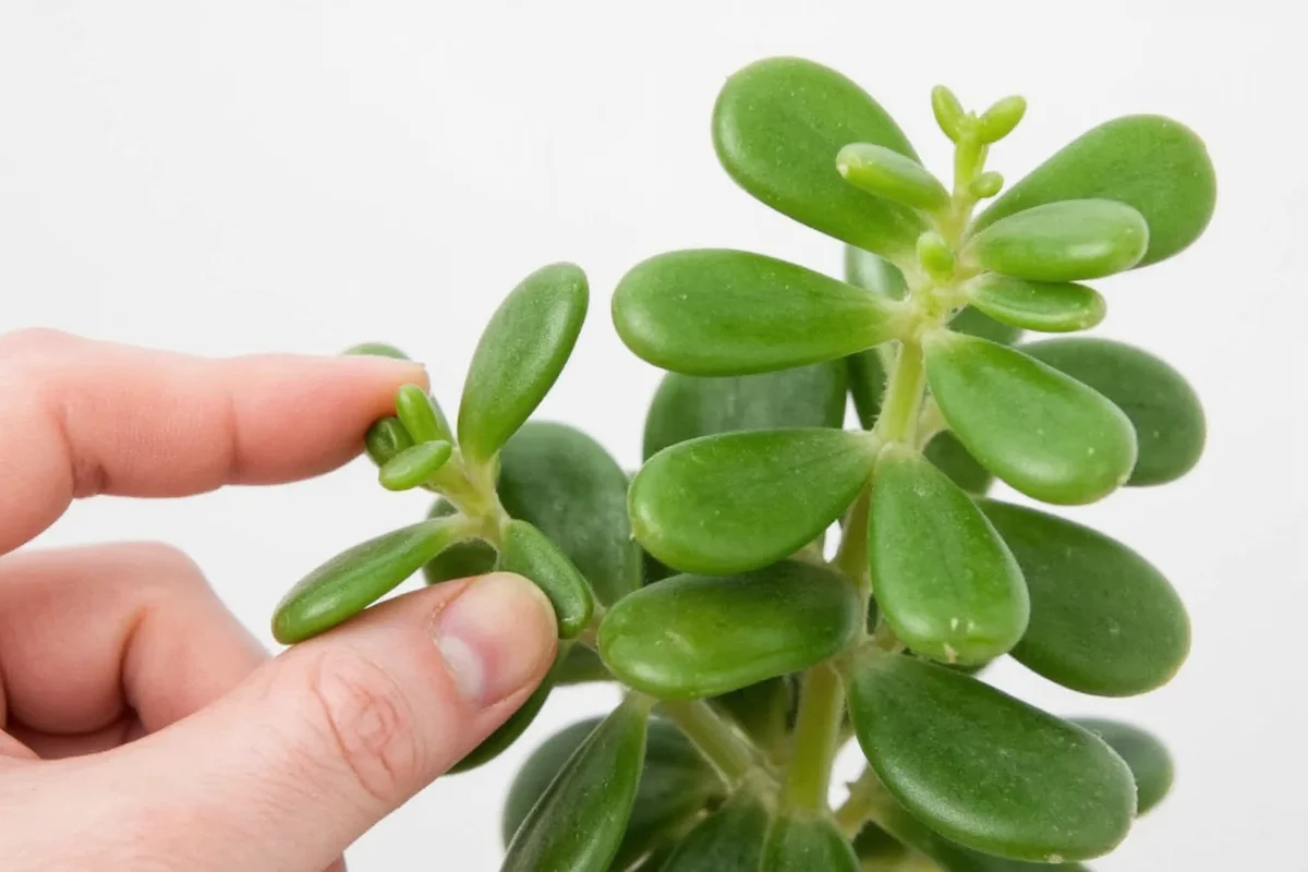 is a jade plant a succulent