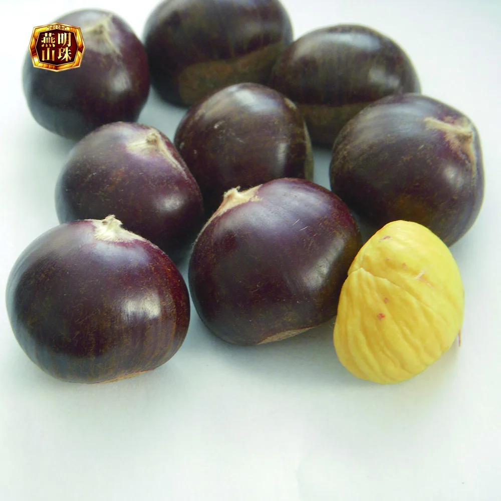 fresh chestnut-3-1.jpg