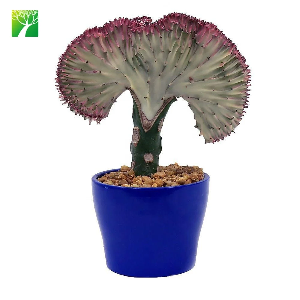 Hot sale fresh bonsai live plant Coral Cactus Planter