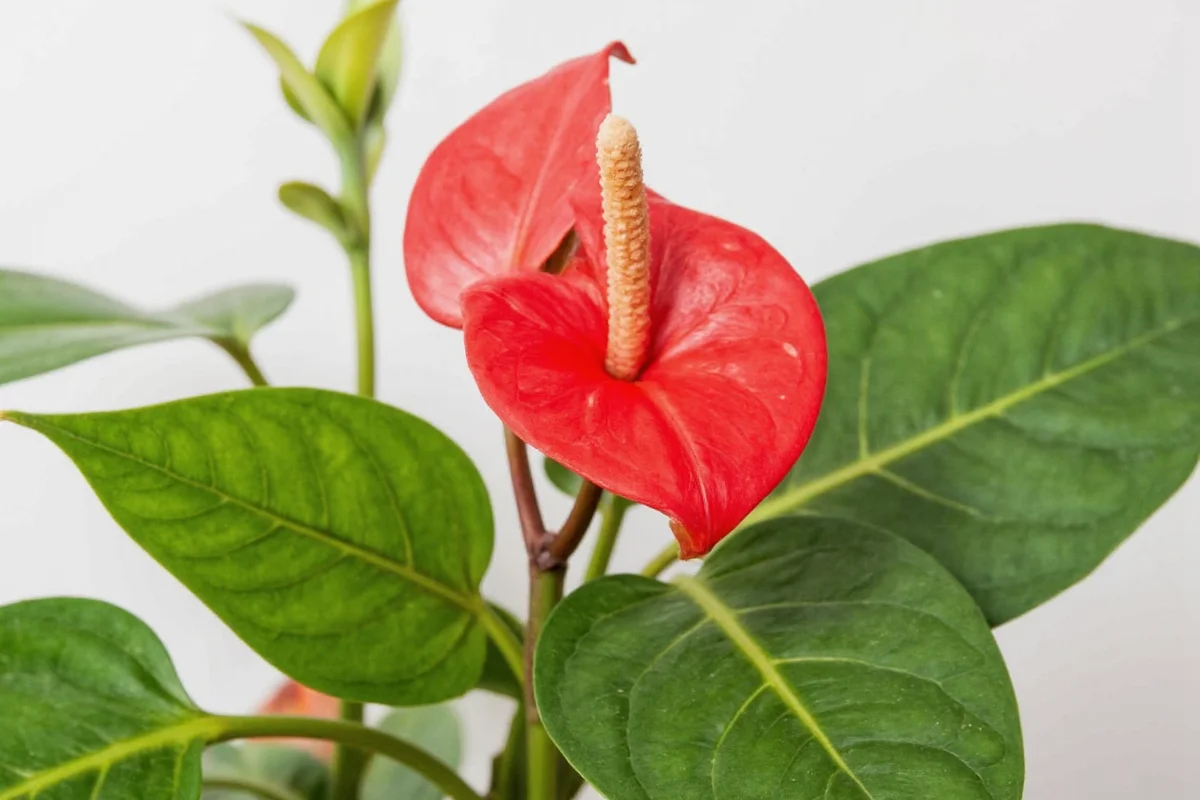 how to take care of anthurium plant