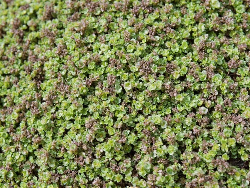 Creeping Thyme Plant: Complete Growing Guide & Care Tips