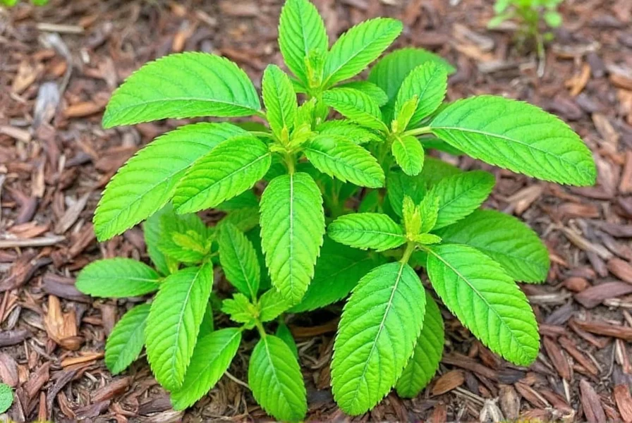 Turmeric plant in mid-growth stage showing healthy green foliage and proper spacing in a garden bed with mulch