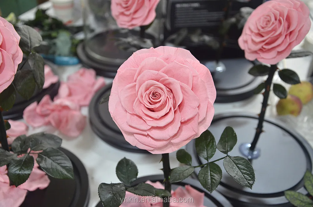 Hot 12*20cm Beauty Beast Belle Led Red Real Everlasting Decorative