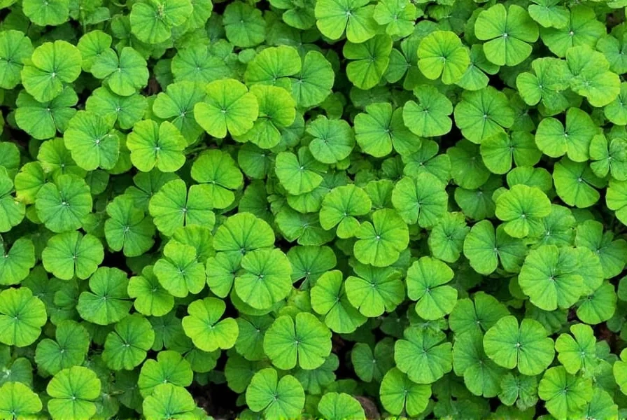 Clover Garden: Benefits, Types & Maintenance Guide