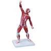 Human muscle movement display model,Muscle model of various parts of the human body