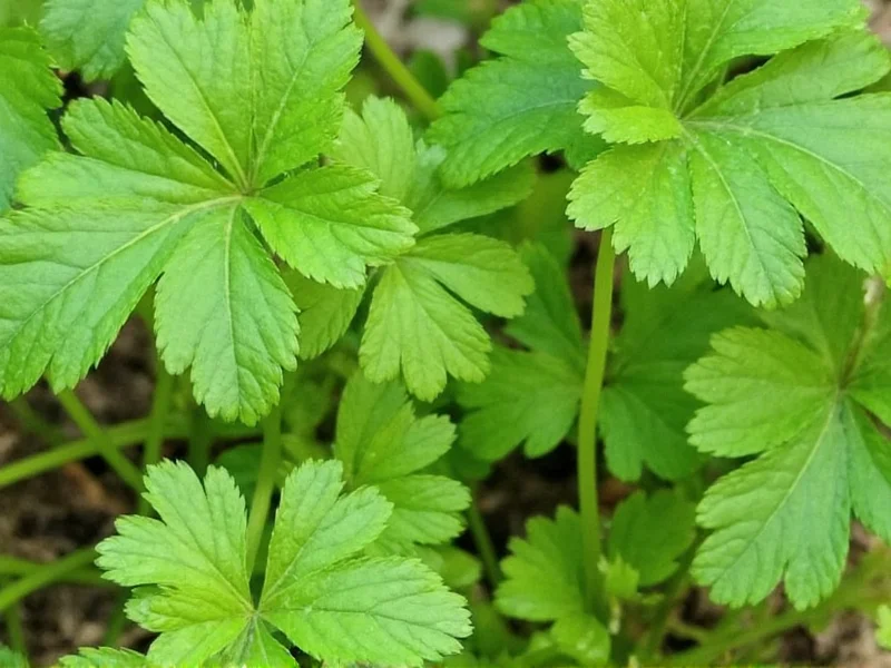 Cilantro Another Name: Coriander Leaves Explained