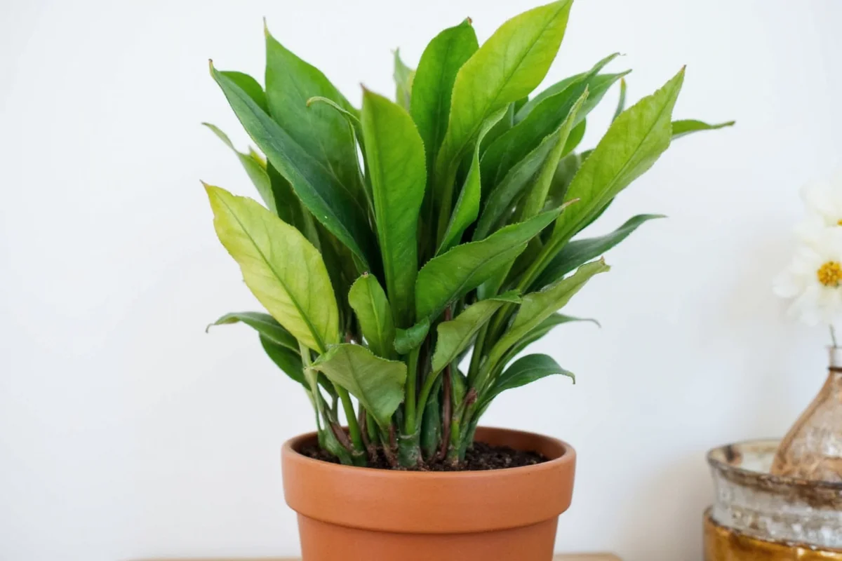 how to make a rubber plant bushy