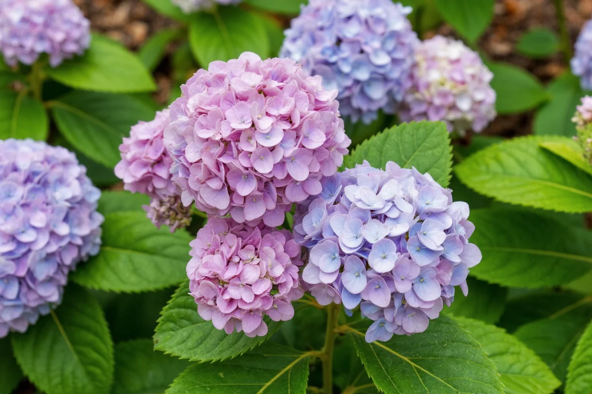 do you cut back hydrangea plants in the fall