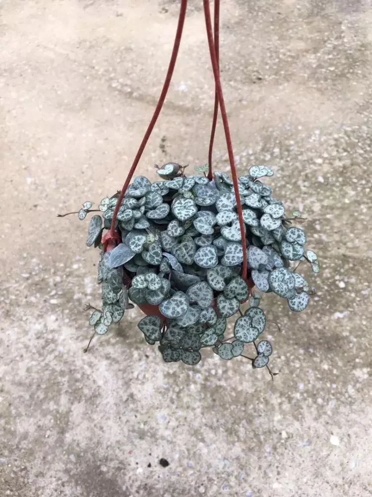 
Chain of Hearts hanging basket plant live succulent string of heart woody plants 