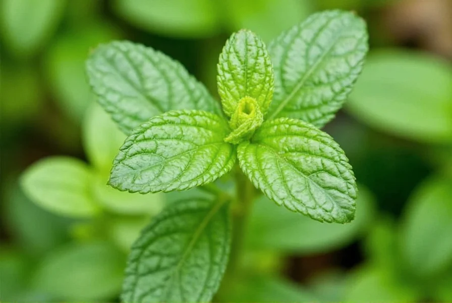Close-up view of ginger mint plant showing variegated leaves with white margins and characteristic square stem