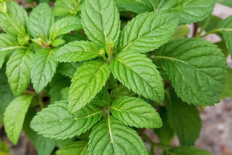 Parsley