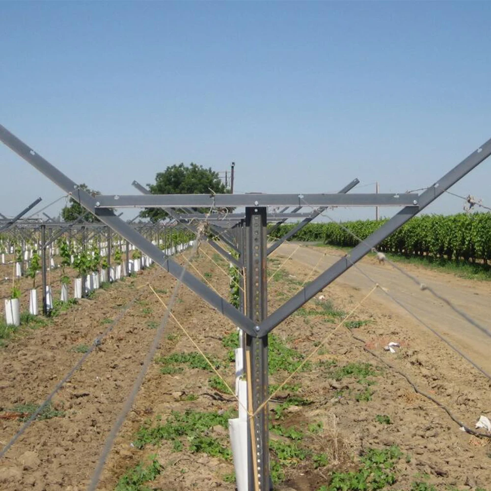 

Table grape trellis systems Open gable trellis