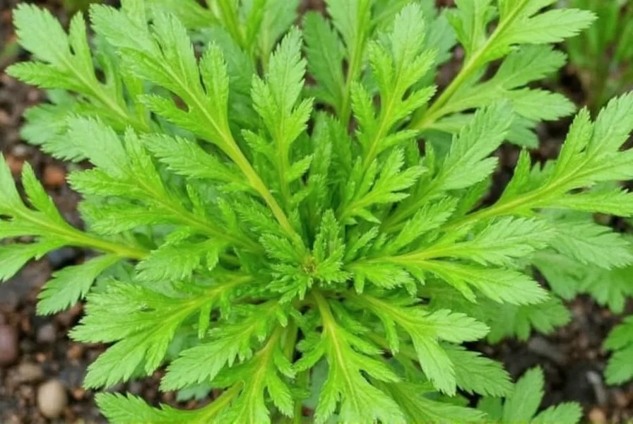 Sawtooth Coriander Plant: Complete Growing Guide