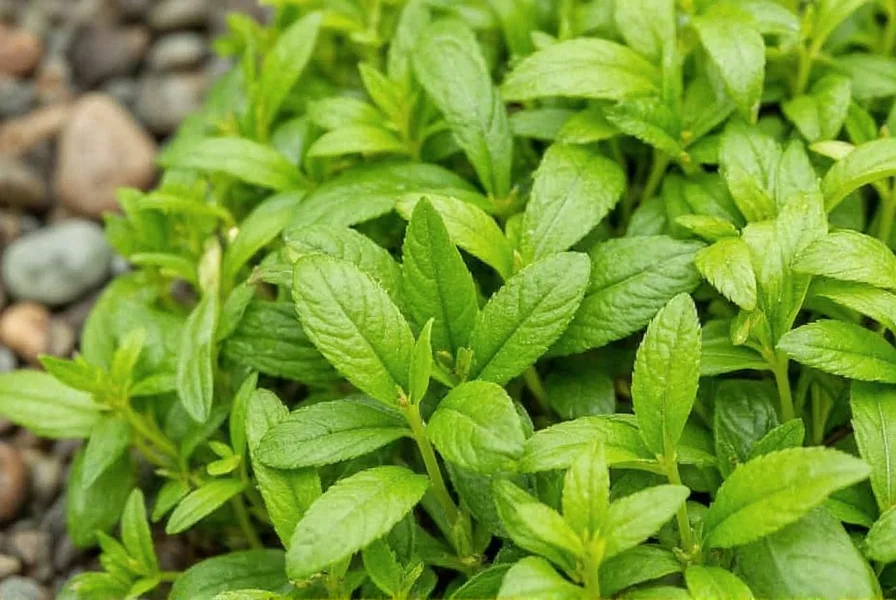 Comparison of Summer and Winter Savory Plants
