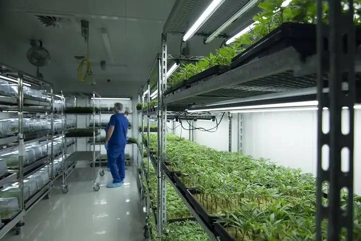 
How to Hydroponic Grow hemp Weed in machinery system 