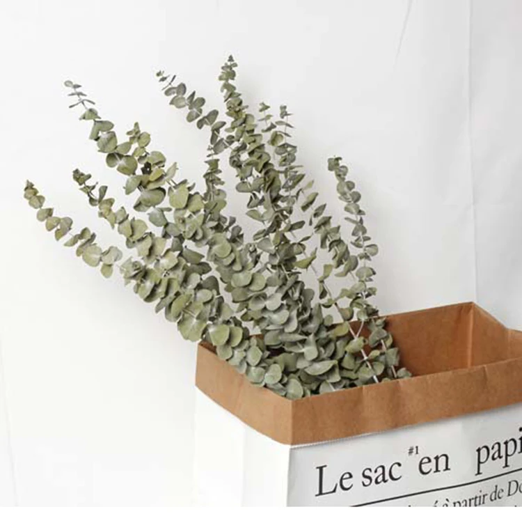 Indoor Decorating Dried Eucalyptus Leaves In Eucalyptus Bundles Buy