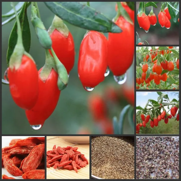 
High Quality 100% Pure Natural Fresh Dried Organic Chinese Wolfberry/ Lycium / Goji berry organic 