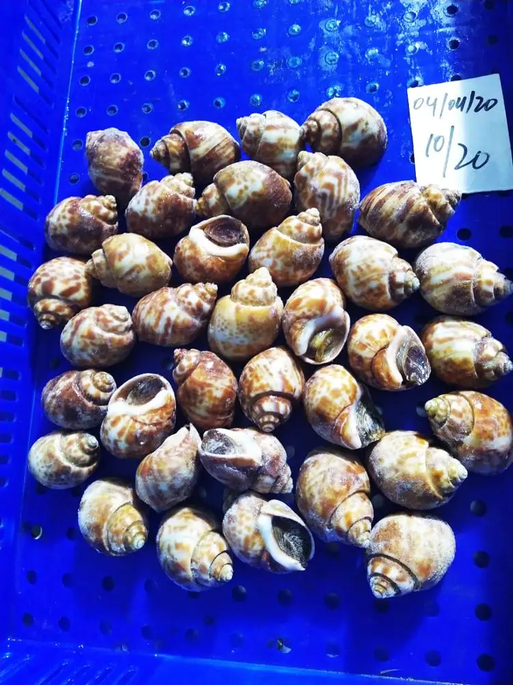
100% Live Frozen Top Shells (Baigai) 