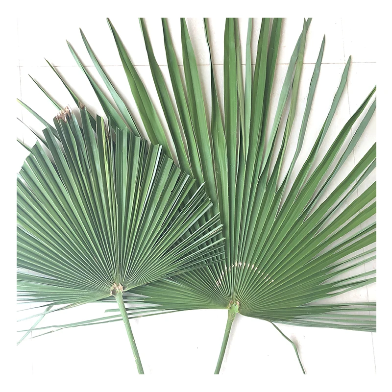 Wholesale Green Palm Leaves & Palmetto Leaves For Wedding Decoration