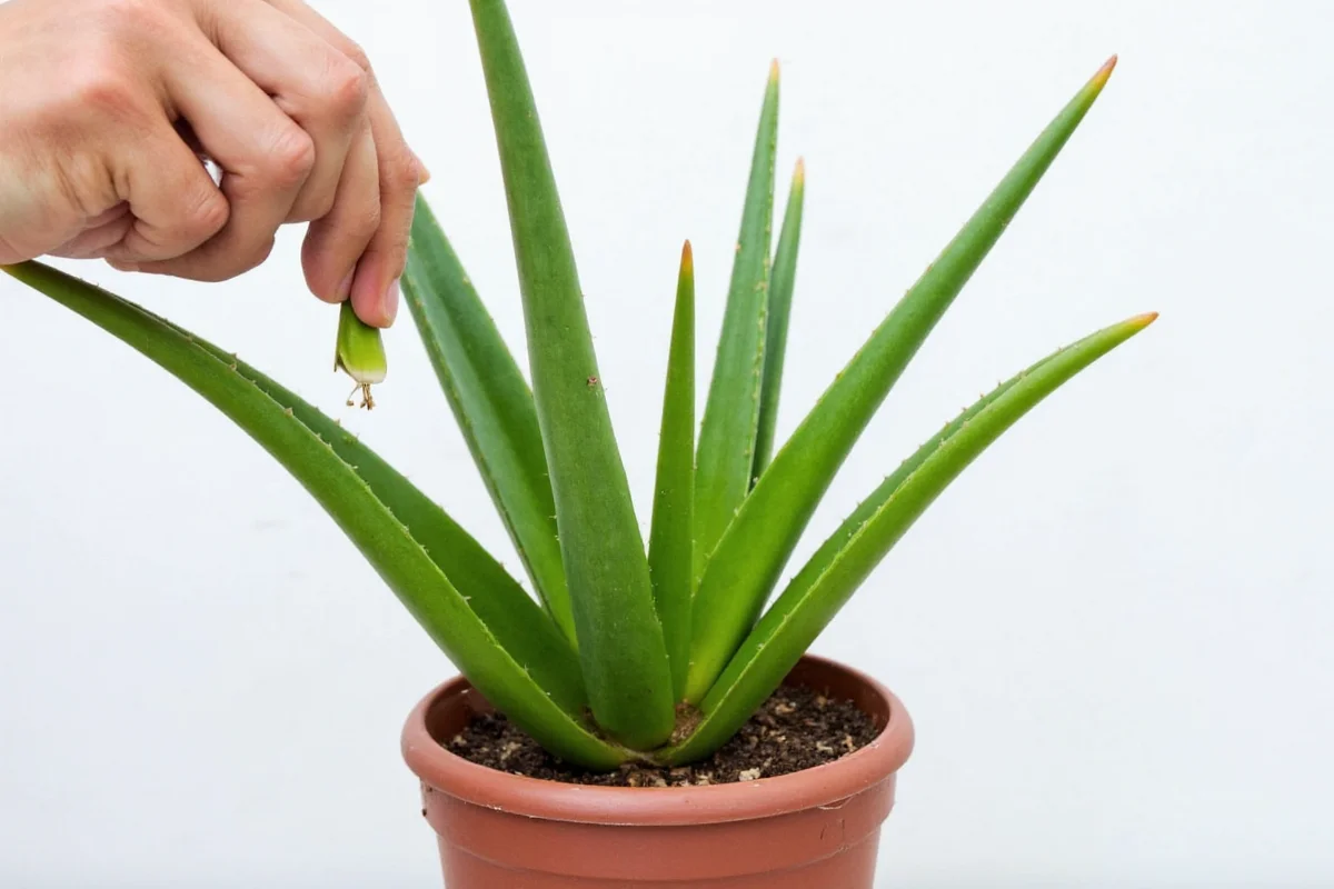 how to propagate aloe vera plant