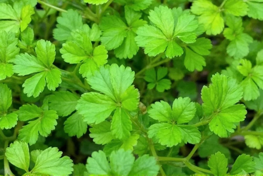 Verschiedene Methoden zur Lagerung frischer Korianderblätter