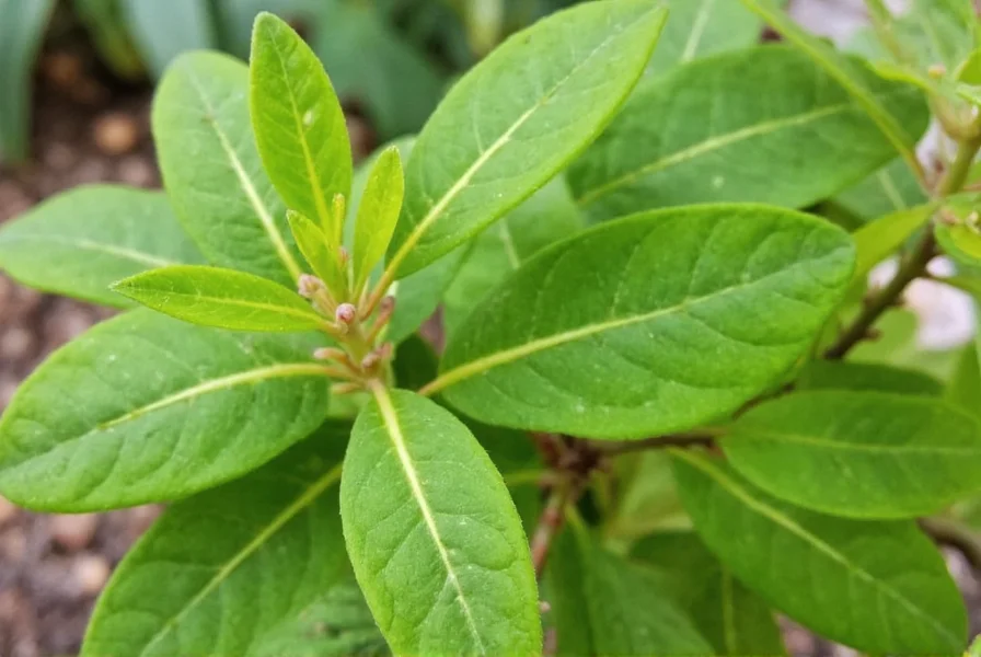 cardamom plant
